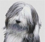 Bearded Collie 2 (image for) Bearded Collie 2